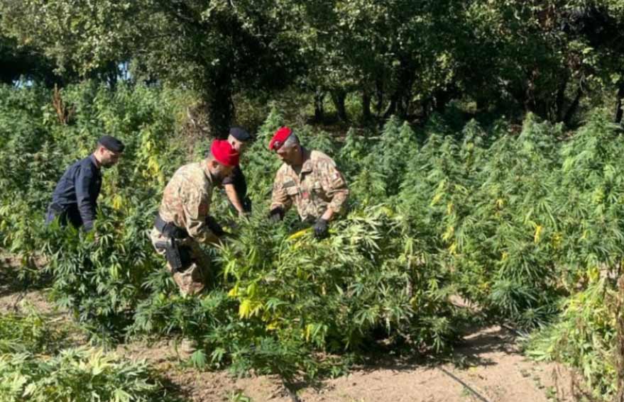 Oschiri. Piantagione di cannabis sulle rive del Coghinas, ai domiciliari il proprietario del terreno 1 Arresto Oschiri piantagione marijuana