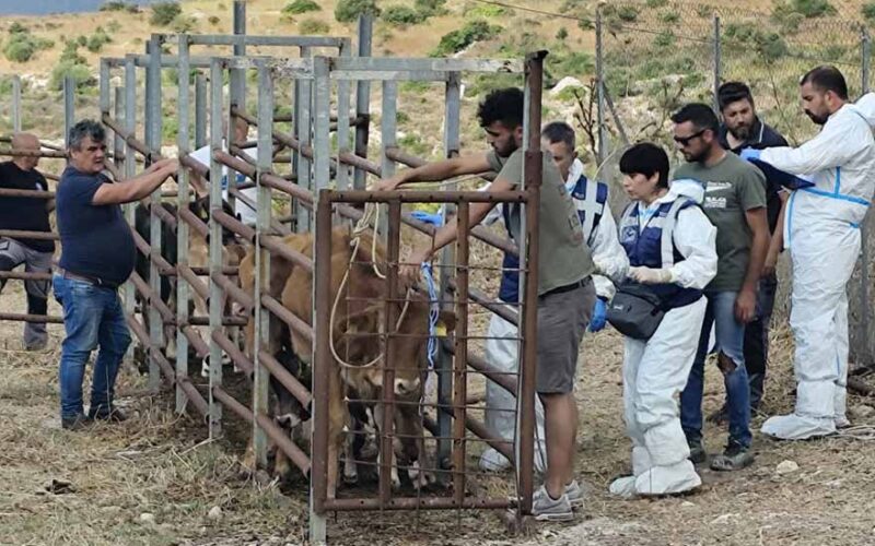 Vaccinazione contro la dermatite bovina