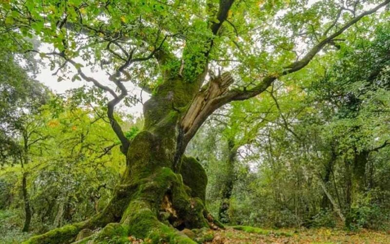 La roverella di Illorai