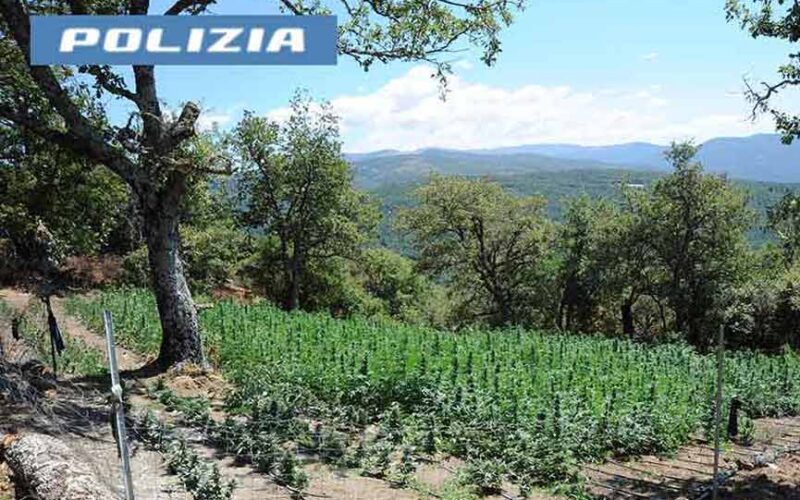 Pinatagione marijuana Lodine