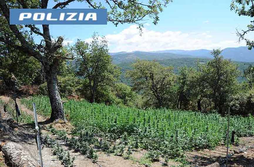 Pinatagione marijuana Lodine