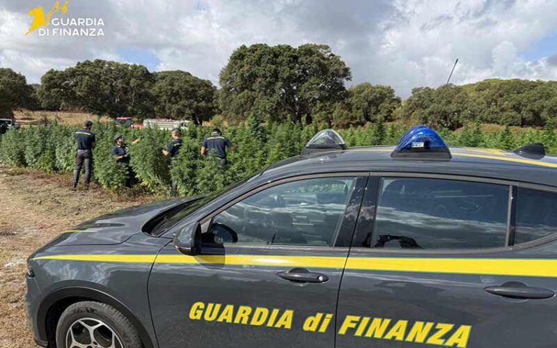 Sequestro marijuana a Sedini