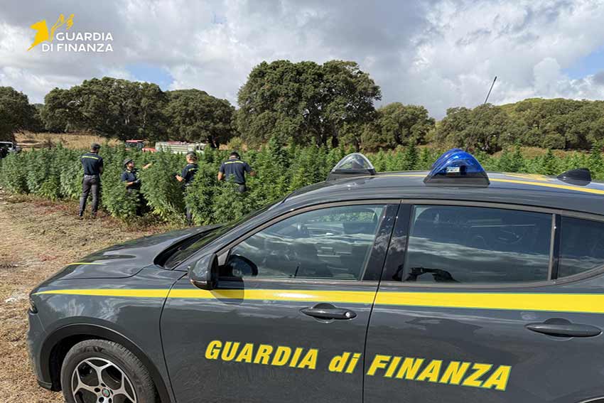 Scoperta maxi piantagione di marijuana nell’agro di Sedini: sequestrate 4.600 piante 1 Sequestro marijuana a Sedini