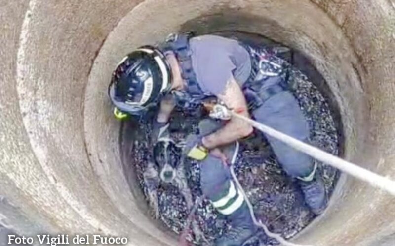 Cane salvato a Benetutti