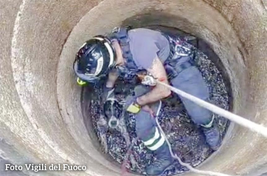 Benetutti, segugio cade in un pozzo: salvato dai Vigili del Fuoco 1 Cane salvato a Benetutti