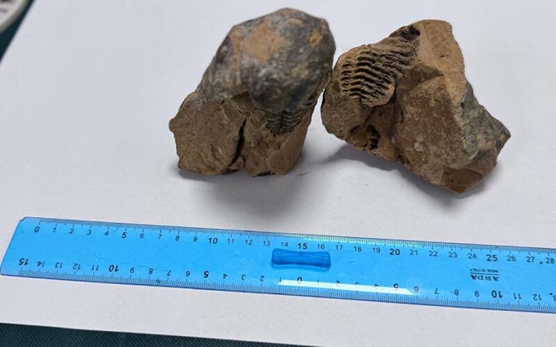 Alghero fossile trilobite fossile