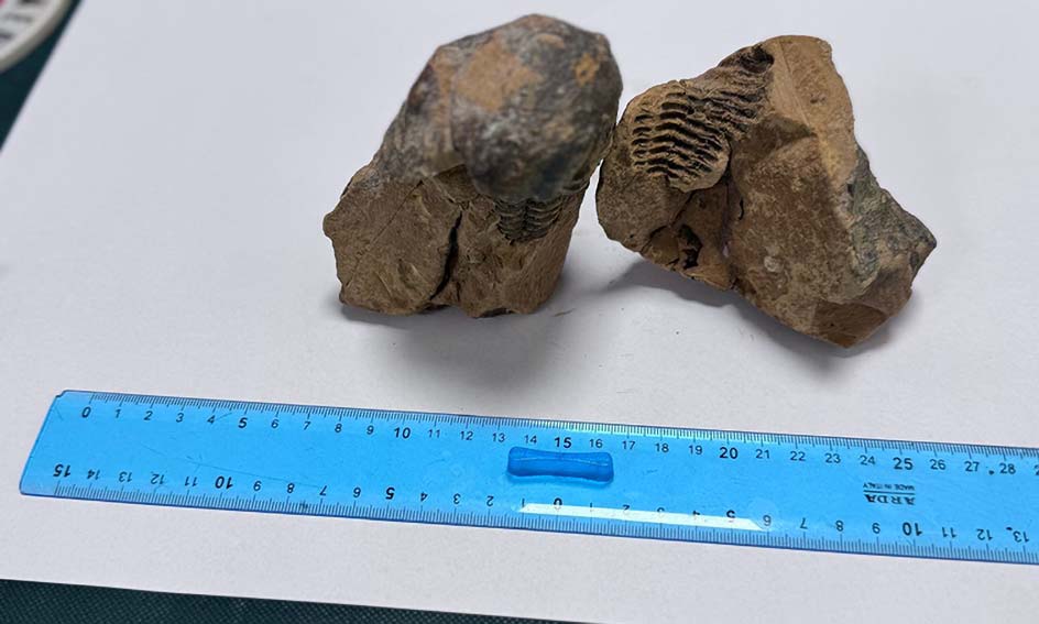 Alghero. Fermato all'aeroporto con un fossile, denunciato 1 Alghero fossile trilobite fossile