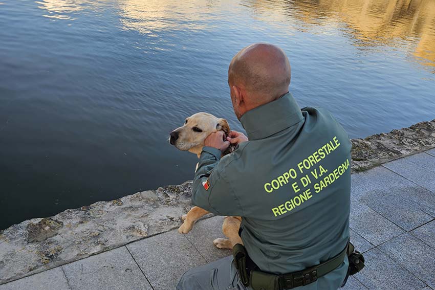 Labrador salvato forestali a Molentargius