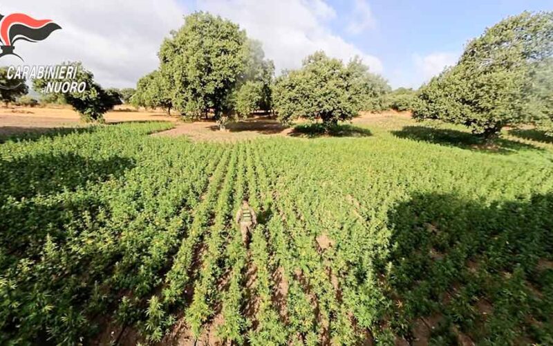 PIANTAGIONE MARIJUANA Orani