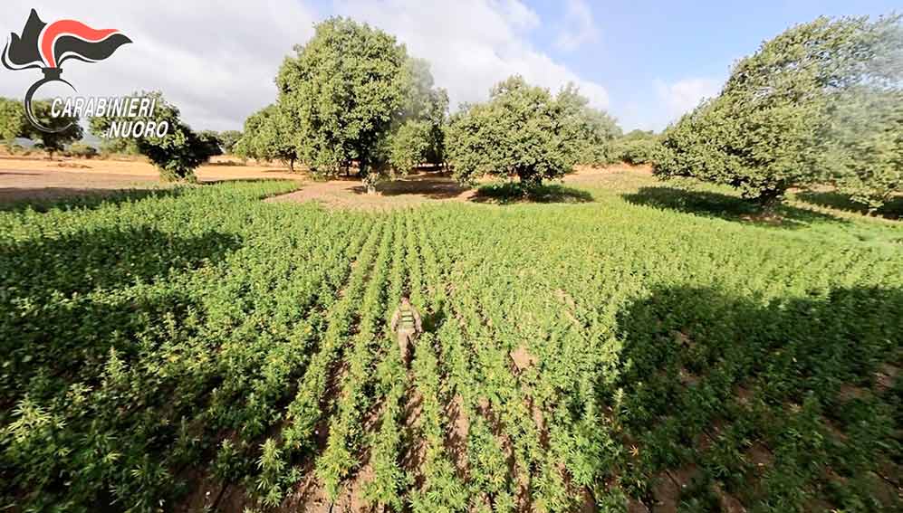 PIANTAGIONE MARIJUANA Orani