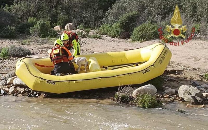 Recupero cani Monte Arcosu