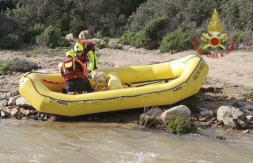 Recupero cani Monte Arcosu