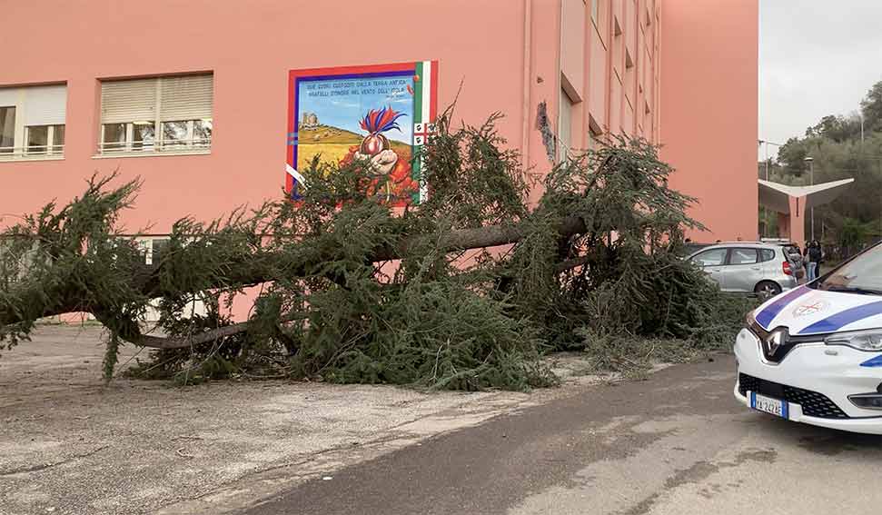 Albero crollato Ozieri piazza medaglie dOro