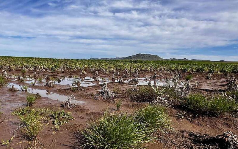 Colture danneggiate maltempo Sardegna