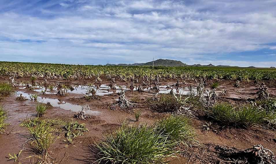 Maltempo, Coldiretti Sardegna: oltre 30 milioni di danni diretti alle aziende 1 Colture danneggiate maltempo Sardegna