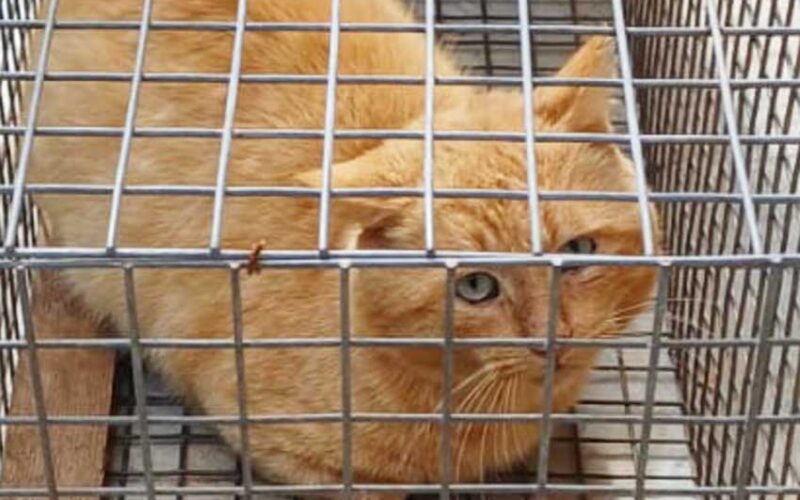 Gatto rinchiuso in una gabbia a Sassari