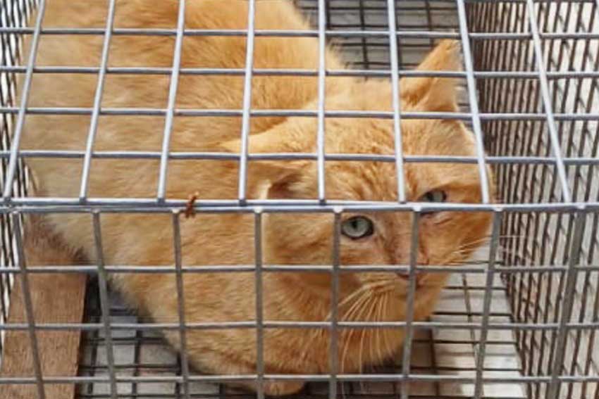 Gatto rinchiuso in una gabbia a Sassari