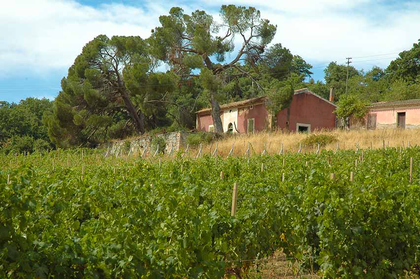 Vigna ricostituita Donna Peppina Tola