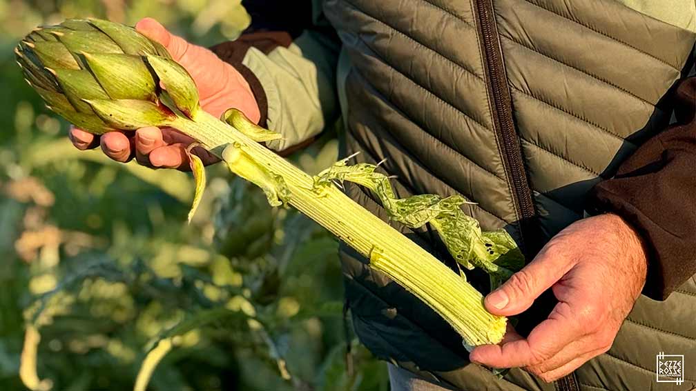 sagra carciofo Uri 2