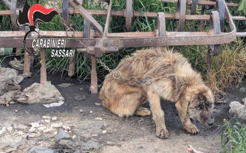Cane maltrattato a Ossi