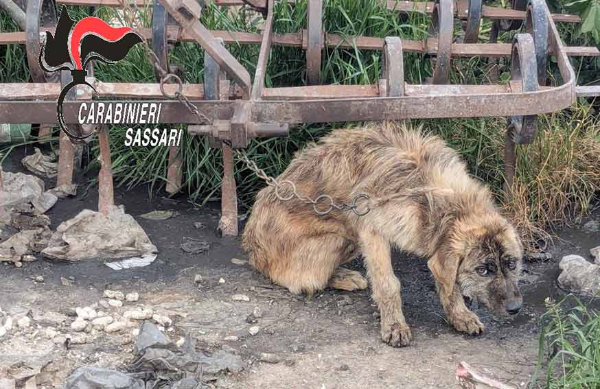 Cane maltrattato a Ossi