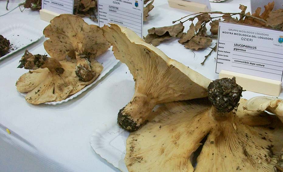 Mostra Funghi Gruppo Micologico Logudoro Ozieri 1
