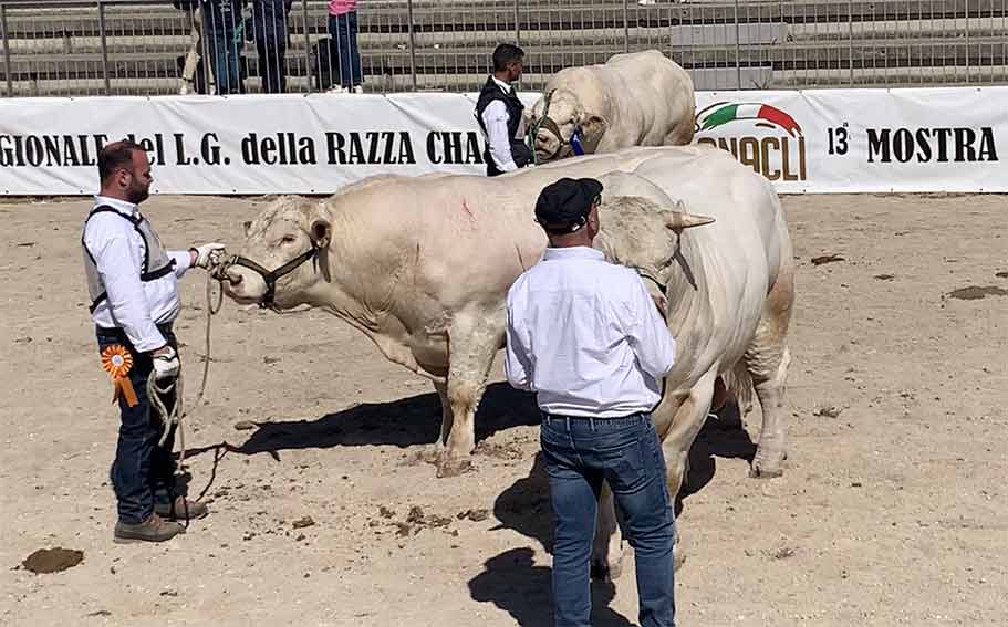 Fiera di Ozieri 2026: le aziende premiate 3 Fiera Ozieri 2026 5