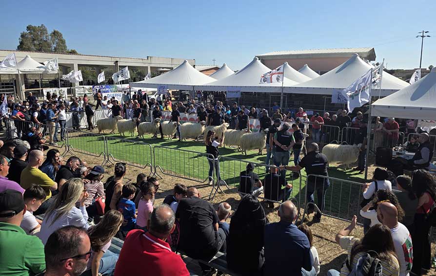 Ollastra concorso Ovini 2026 2