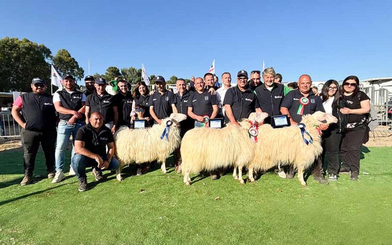 Ollastra concorso Ovini 2026