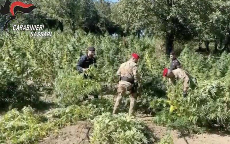 Coltivazione cannabis Luras