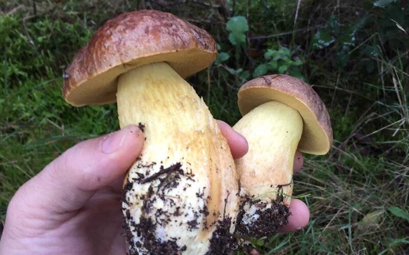 Convegno funghi Ozieri