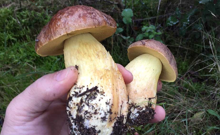 Convegno funghi Ozieri