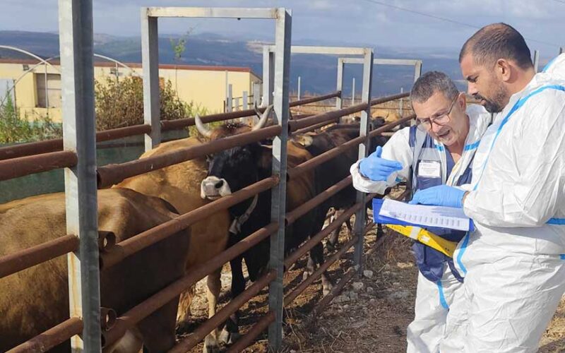 Vaccinazione bovini