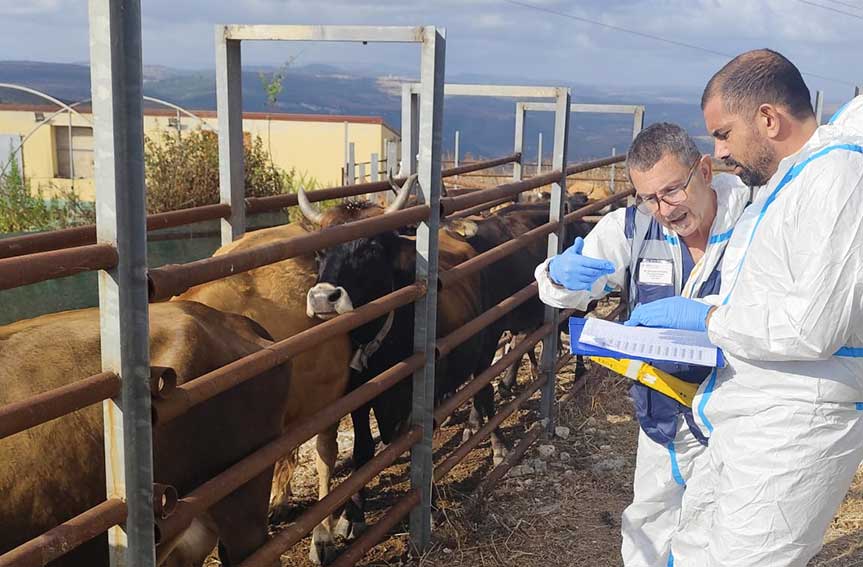 Vaccinazione bovini