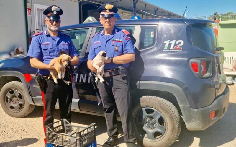 Cuccioli salvati dai Carabinieri a Golfo Aranci