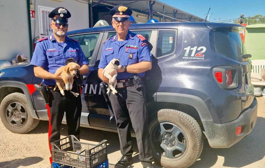 Cuccioli salvati dai Carabinieri a Golfo Aranci