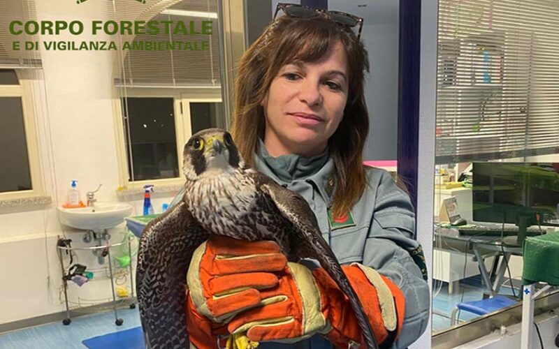 Falco Pellegrino folgorato 1