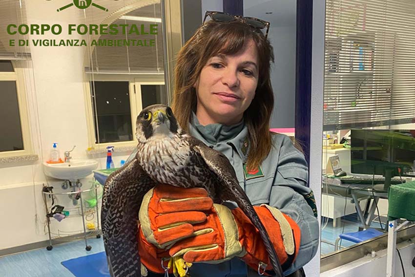 Falco Pellegrino folgorato 1