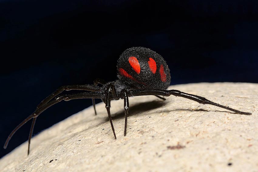 A Villanova Monteleone il "Macrocosmo sardo" del fotografo Salvatore Canu 2 Vedova nera