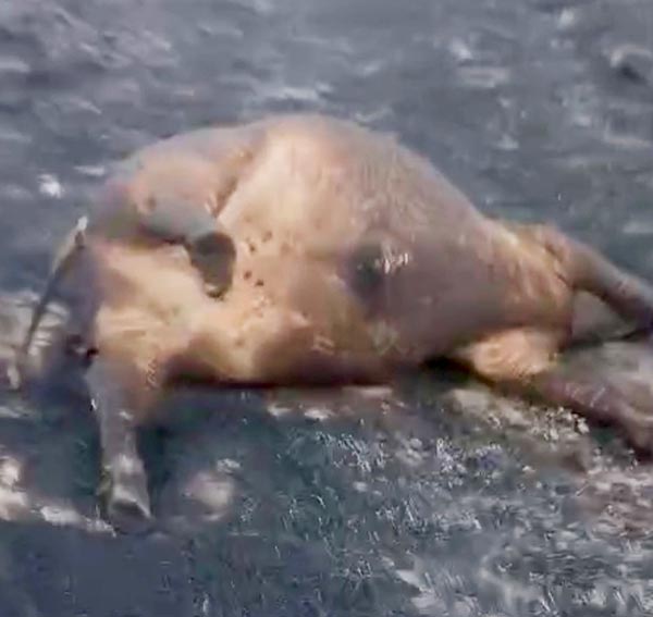 Il Nuorese e l’Ogliastra bruciano, aziende in ginocchio 2 Animali morti incendio