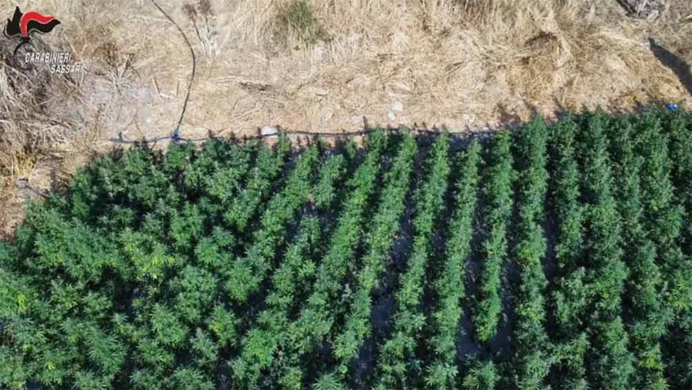 Pinatagione cannabis Ozieri Tula