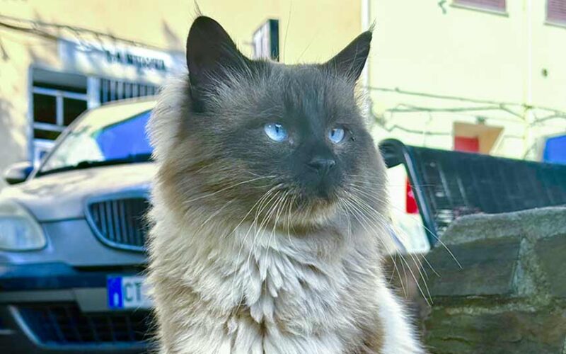 Colonia Felina a Muros