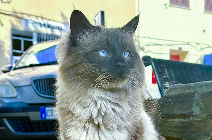 Colonia Felina a Muros