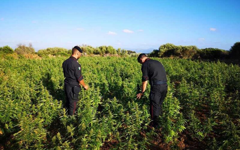 Piantagione canapa sequestrata a Orgosolo