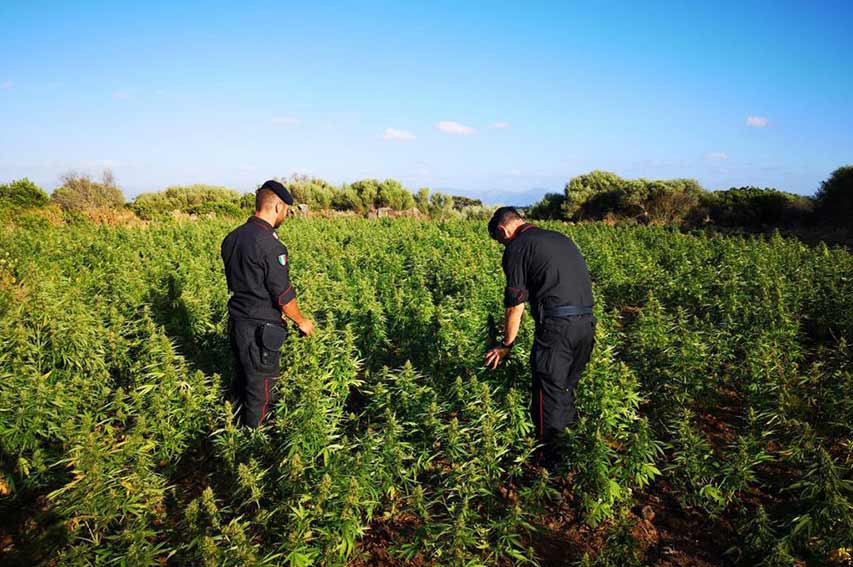 Piantagione canapa sequestrata a Orgosolo
