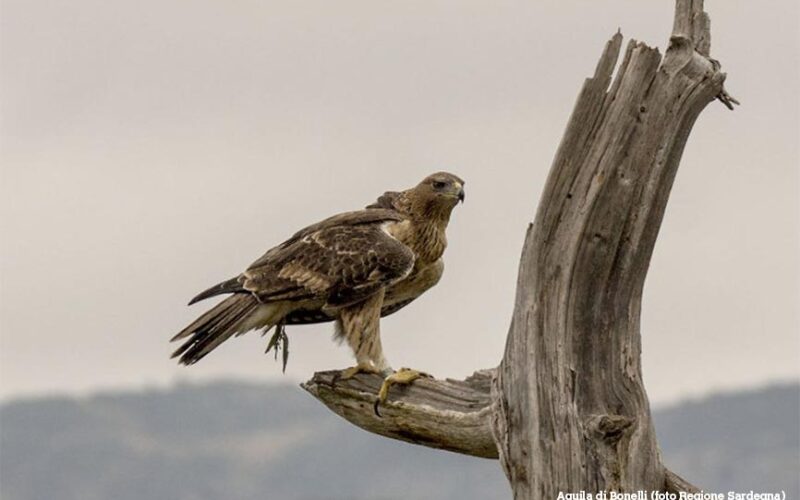 Aquila di Bonelli