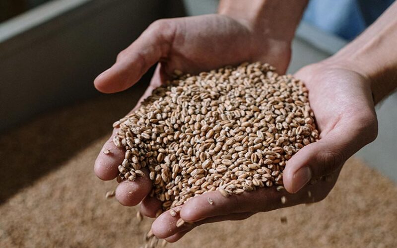 Grano 2