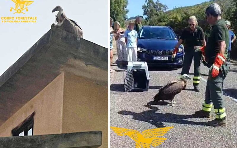 Grifne recuperato a Bosa 2