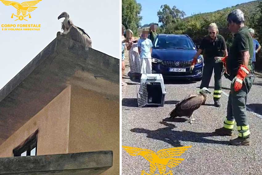 Grifne recuperato a Bosa 2