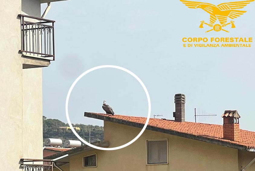 Giovane grifone in difficoltà soccorso a Bosa dal Corpo Forestale 2 Grifone soccorso a Bosa